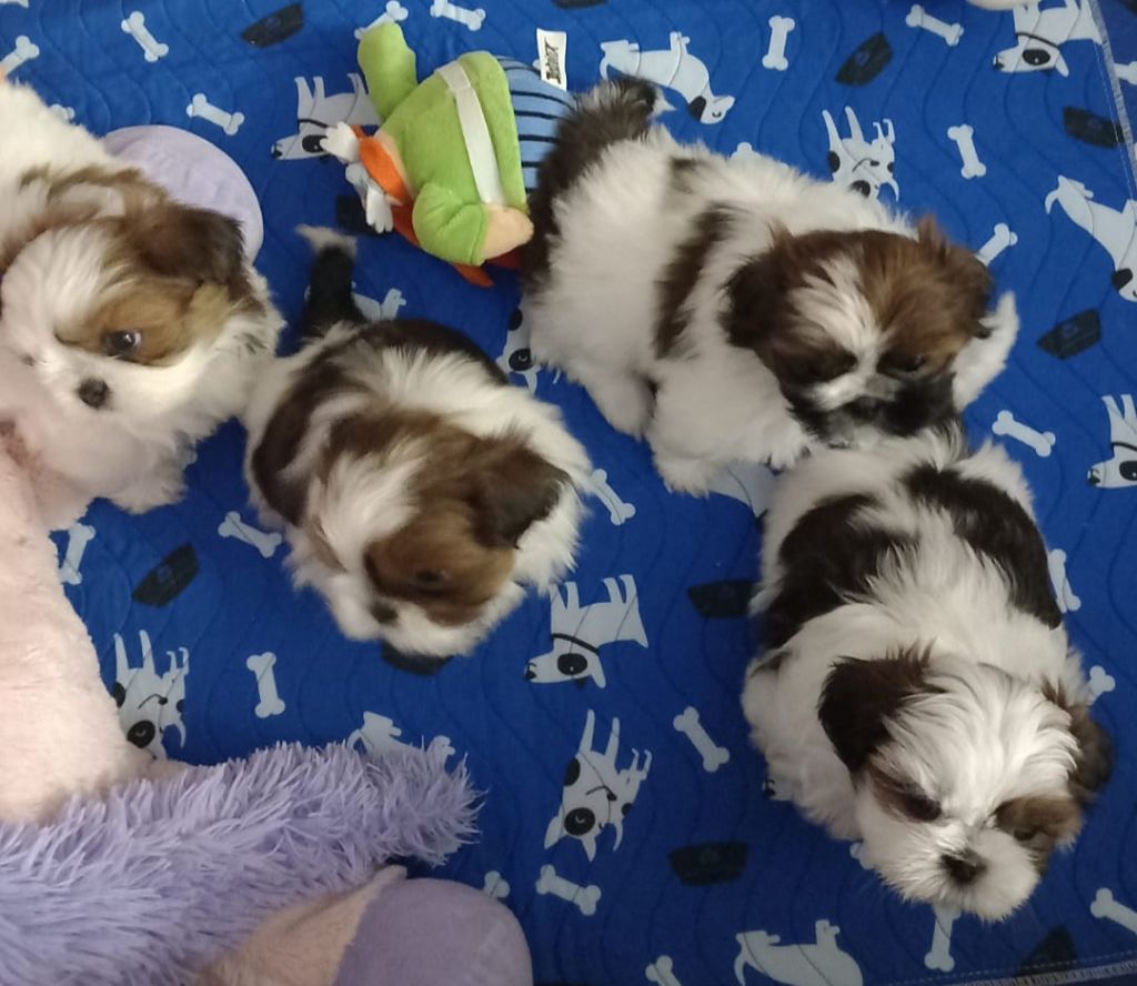 chiot Shih Tzu De La Pouponnière De Sô