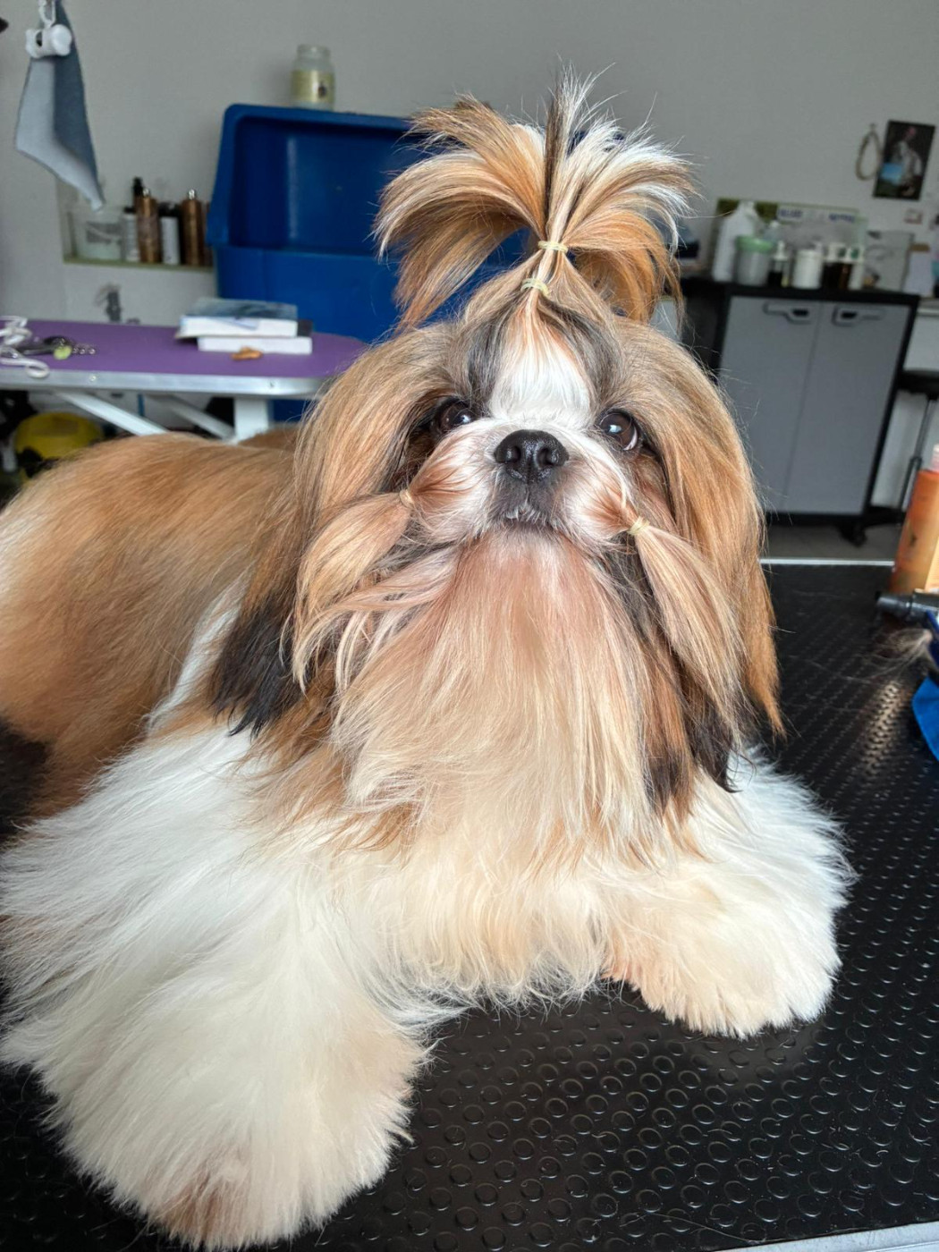 De La Pouponnière De Sô - Chiots disponibles - Shih Tzu