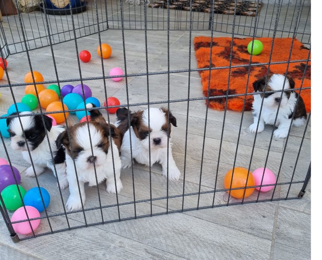 De La Pouponnière De Sô - Shih Tzu - Portée née le 11/06/2025