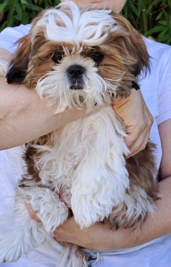 De La Pouponnière De Sô - Shih Tzu - Portée née le 02/03/2024