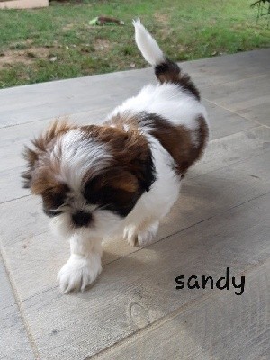 CHIOT