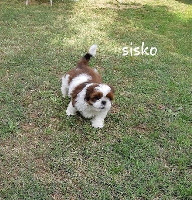 CHIOT