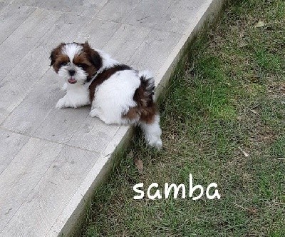 CHIOT